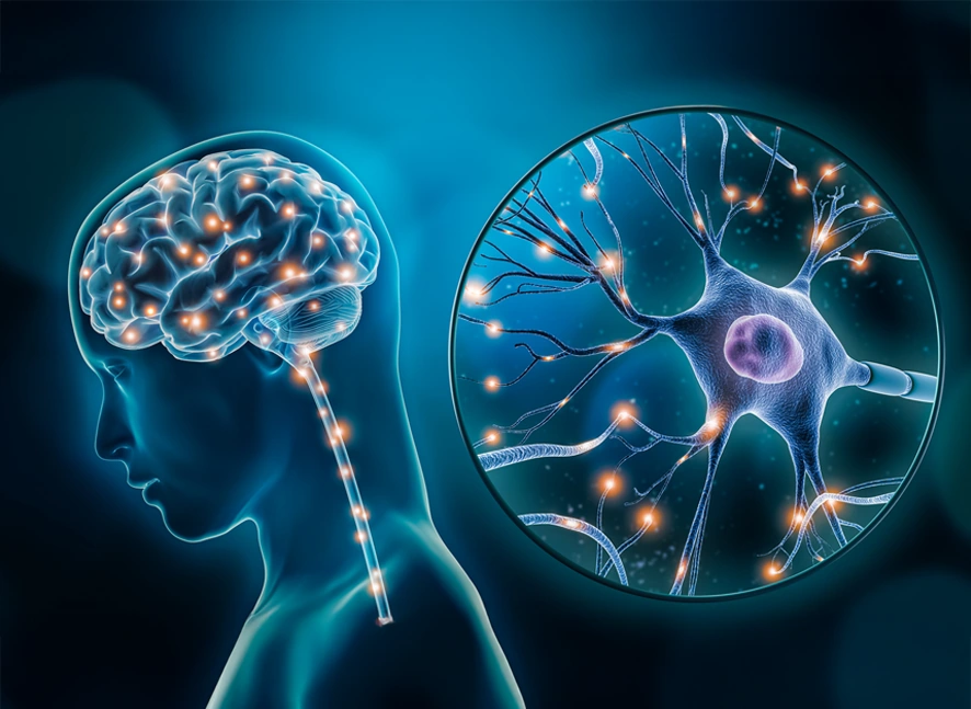 Illustration of two brain hemispheres lit with neural connections