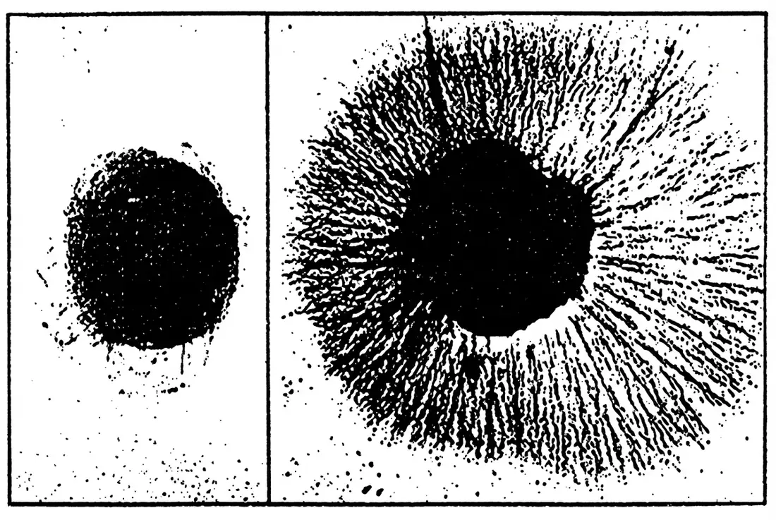 Illustration comparing nerve-cell branching, a way scientists study nerve growth factor