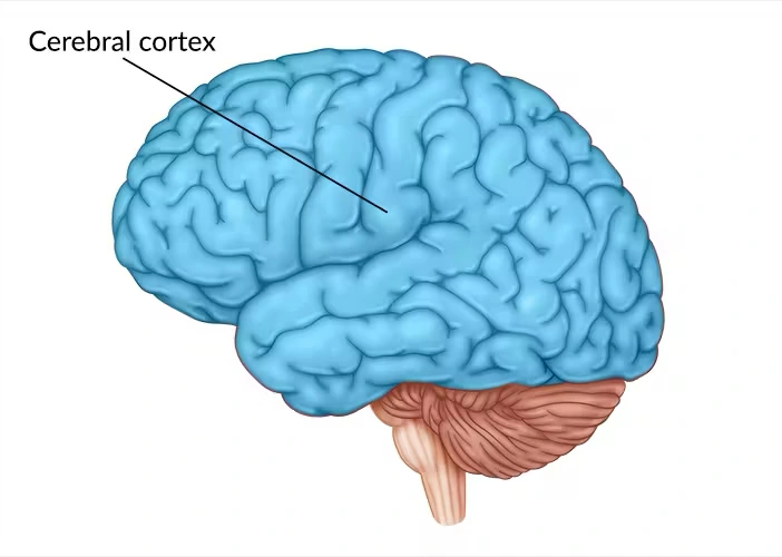 Labeled illustration of the human brain and cerebral cortex