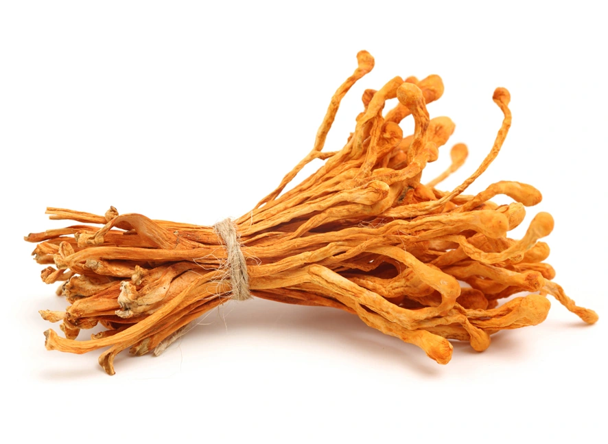Cordyceps mushrooms on a plain background