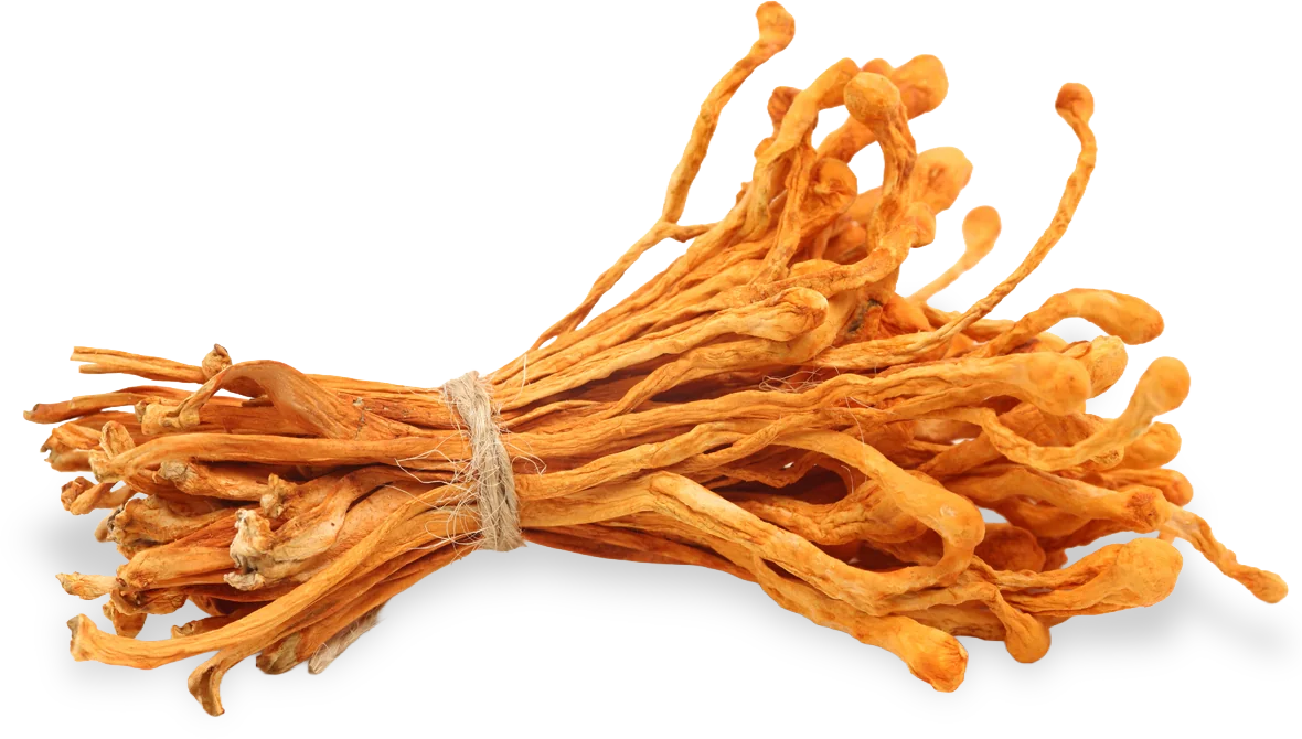 Cordyceps mushroom from the Myco Max blend