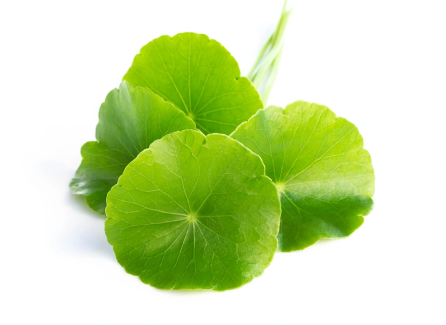 Gotu kola leaves on a white background