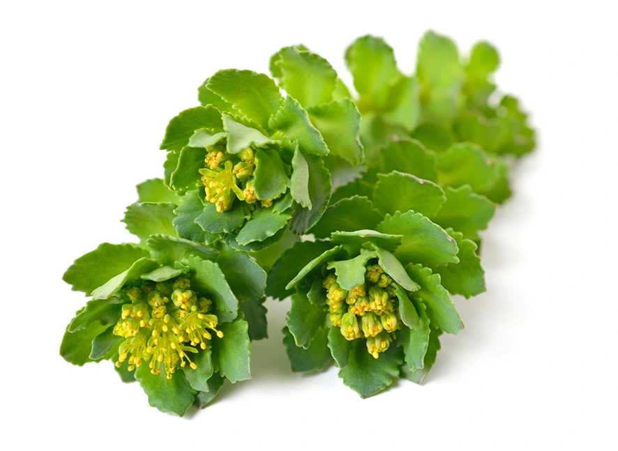 Rhodiola rosea flowering plant