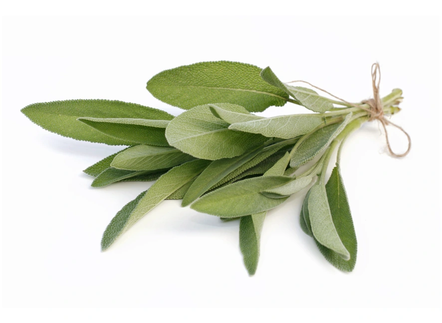 Fresh sage (Salvia officinalis) leaves