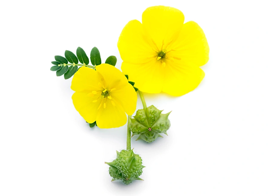 Tribulus terrestris plant with yellow flowers